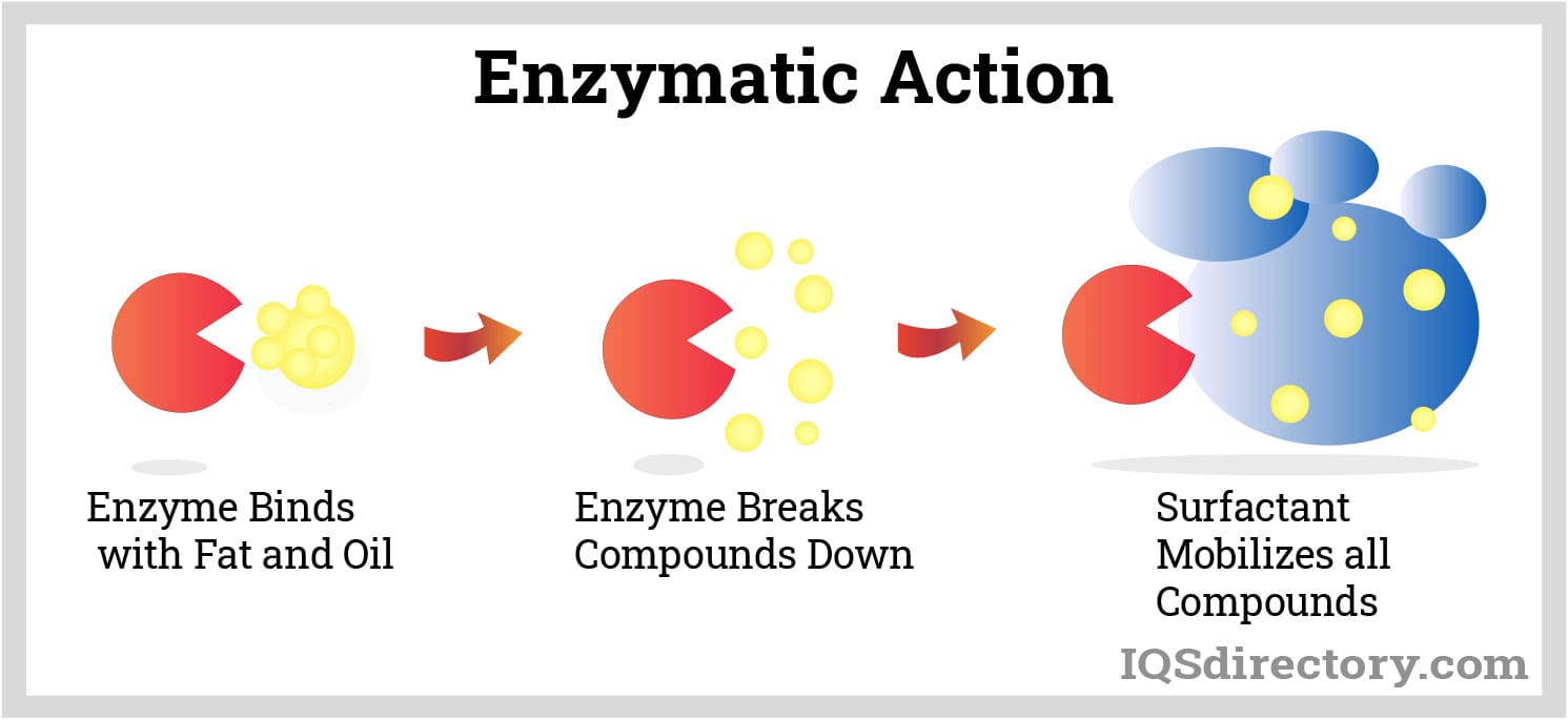 Enzymatic Action